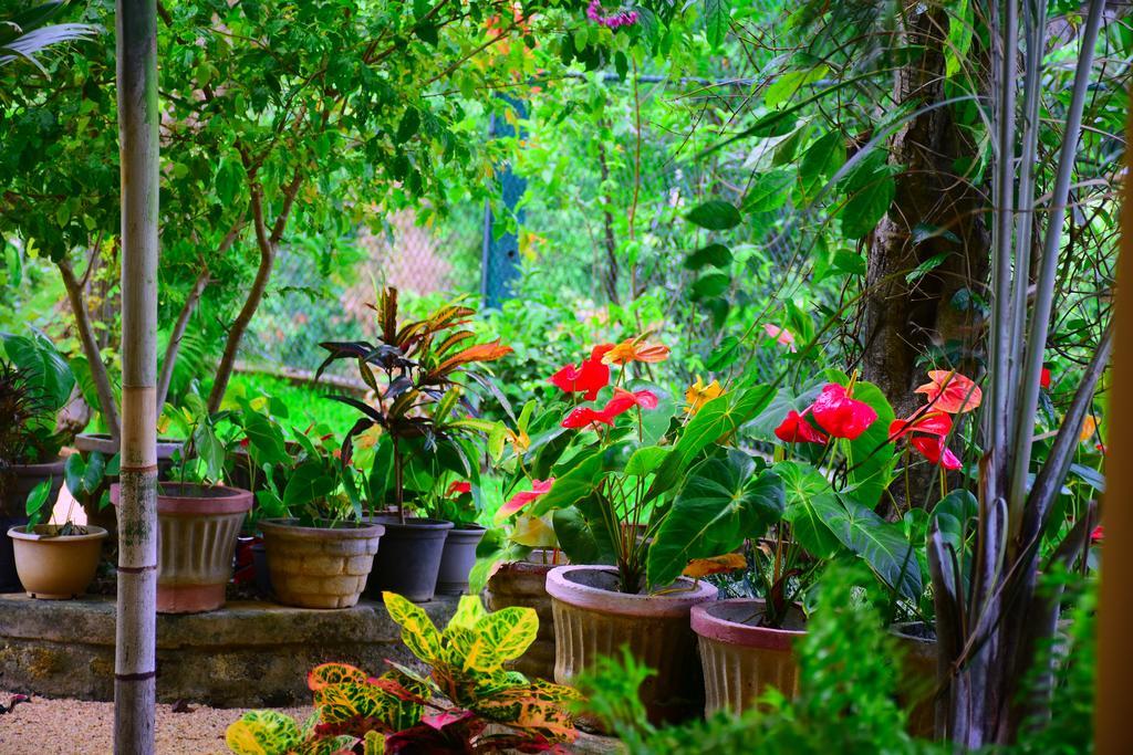 Mount View Otel Polonnaruwa Dış mekan fotoğraf